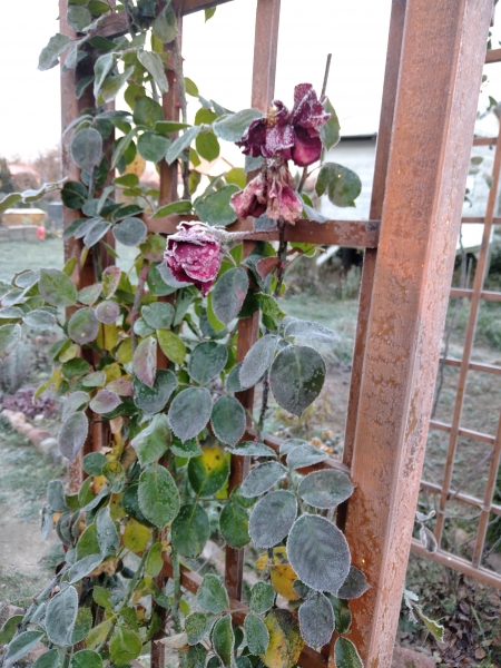 IMG_20221119_074200