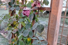 IMG_20221119_074200